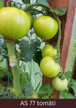 Augošs tomāta stāds ar septiņiem raksturīgo lielumu un formu sasniegušiem augļiem.