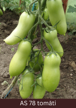 Siltumnīcā augošs tomāta stāds ar astoņiem raksturīgo lielumu un formu sasniegušiem augļiem.