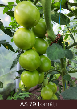 Siltumnīcā augošs tomāta stāds ar deviņiem un vairāk raksturīgo lielumu un formu sasniegušiem augļiem.