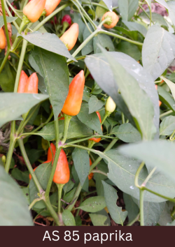 Paprikas stāds ar vairākām paprikām, kuras sāk iekrāsoties sārtā krāsā.