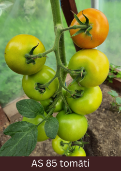 Tomāta stāda ķekars tuvplānā ar augļiem, kas sāk krāsoties. 