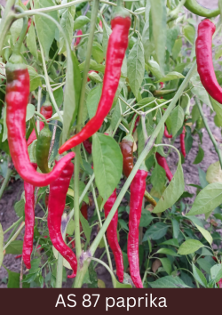 Paprikas stāds ar tuvplānā redzamām garenajām paprikām, kurām septiņdesmit procenti no rakturīgā, pilnīgi gatavas paprikas krāsojuma.