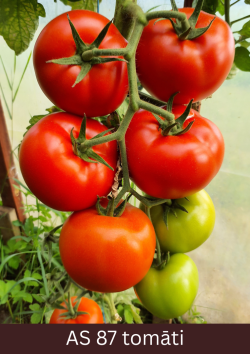 Tomāta stāda ķekars tuvplānā ar augļiem, kuru raksturīgais pilnīgi gatava augļa krāsojums ir septiņdesmit procenti.