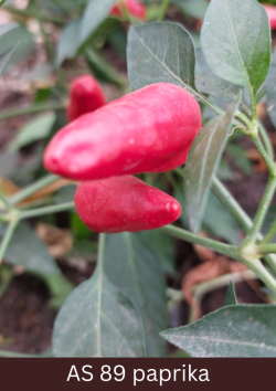 Tuvplānā redzamas pilnībā nogatavojušās sarkanas paprikas.