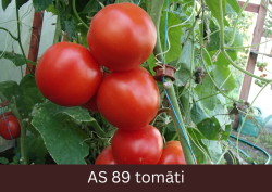 Siltumnīcā augošs tomāta stāds ar pilnīgi gataviem augļiem. Tomātiem izveidojusies šķirnei raksturīgā krāsa.