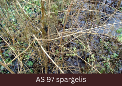 Sparģeļa kāti tuvplānā ir atmiruši, sausi un nokaltuši.