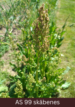 Skābenes ziedkāts ar sēklām tuvplānā.