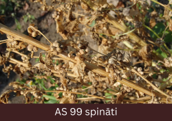 Brūns, nokaltis spināta augs ar sēklām tuvplānā.