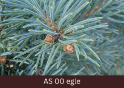 Egles pumpuri ieskauti skujās.