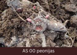 Sāk augt peonijas pumpuri.