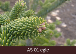 Egles pumpuri sāk augt.