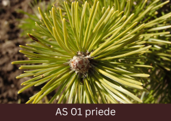 Priedes pumpurs ieskauts skujās.