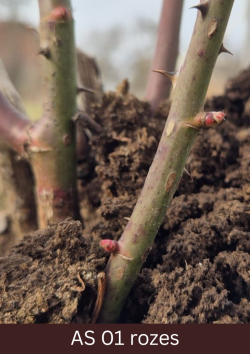 Rozes lapas pumpurs vēl nav atvēries.