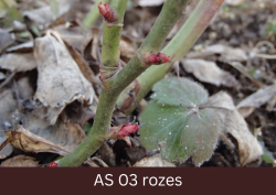 Rozes lapas pumpurs sāk atvērties.