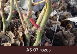 Rozes lapas pumpurs sāk augt.