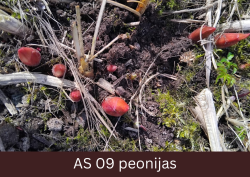 Peonijas pumpuri izauguši no zemes jau dažus centimetrus.