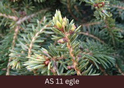 Sāk augt egles pumpuri un jaunās skujas.