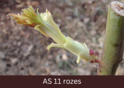 Rozes lapas pumpurs aug un parādās lapa.