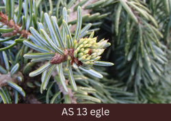 Egles pumpuri sāk augt.