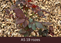 Rozes lapas pilnīgi izaugušas.