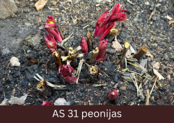 Peonijas lapas izaugušas un izveidojies pumpurs.