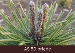 Sāk augt priedes pumpuri.