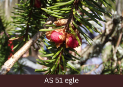 Sāk augt egles jaunie čiekuri.