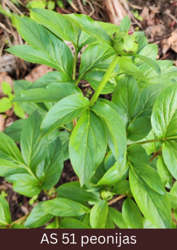 Peonijas lapas izaugušas un izveidojies pumpurs.