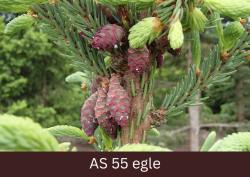 Sāk augt egles jaunie čiekuri.