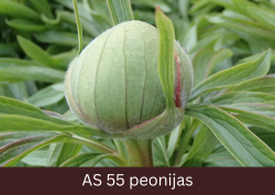 Peonijas lapas izaugušas un izveidojies pumpurs.