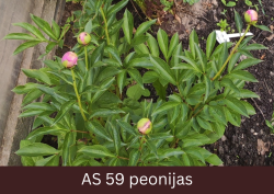 Peonijas lapas izaugušas, sāk vērties ziedpumpuri.