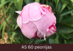 Peonijas zieds sāk vērties vaļā.