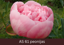 Peonijas zieds verās vaļā.