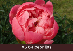 Peonijas zieds sāk vērties vaļā.