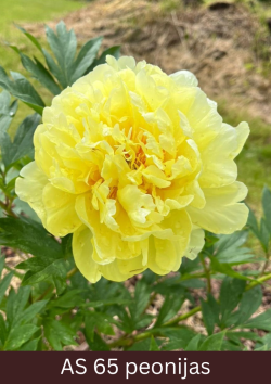 Pilnīgi atvēries peonijas zieds.