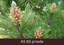 Sāk augt priedes jaunie čiekuri un skujas.