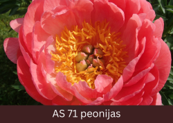 Pilnīgi atvēries peonijas zieds.