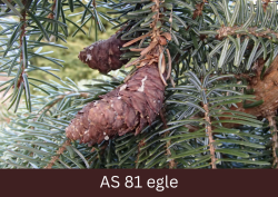 Egles čiekuri egles zarā.