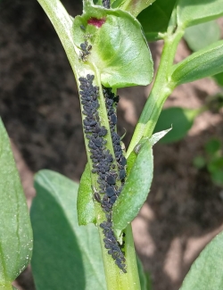 Daudz melnas laputis uz lauka pupas kāta.