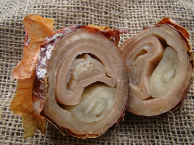 Sīpolu pamatnes puve