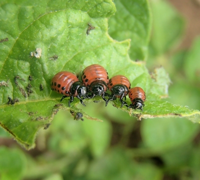 Kartupeļu lapgrauža kāpuri uz kartupeļu lakstiem.