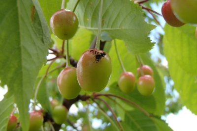 Eiropas ķiršu muša.