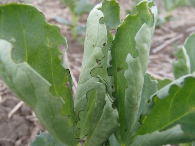 Zirņu svītrainā smecernieka bojājums