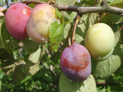 Daudzas plūmes ar kokā ar redzamiem plūmju tinēja kāpuru bojājumiem.