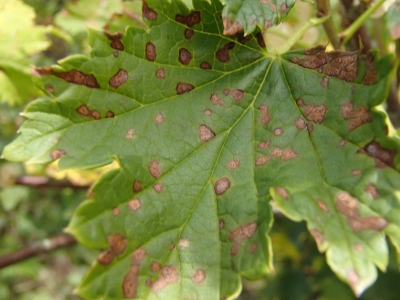 Ogulāju lapu sīkplankumainība.