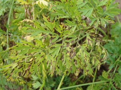 Burkānu lapu sausplankumainība.