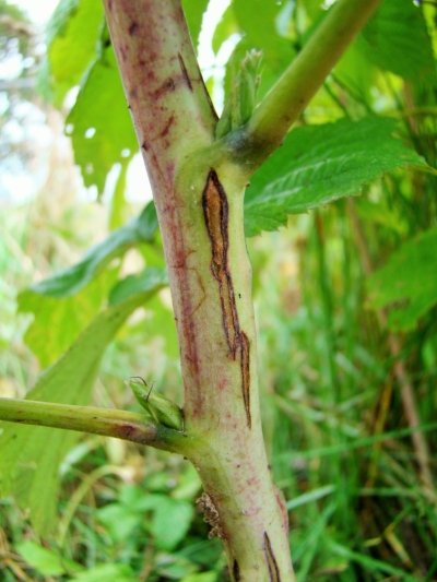 Avenāju dzinumu mizas plaisāšana.