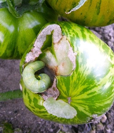 Zaļš tomātu pūcītes kāpurs uz tomāta.