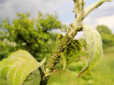 Daudz zaļas laputis uz ābeļu dzinuma.