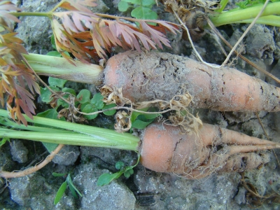 Burkānu mušas kāpura bojājums.